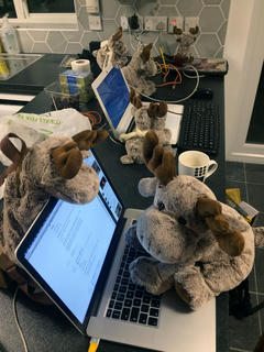 Photograph of a herd of cuddly toy moose clustered around various laptops and cups of tea.