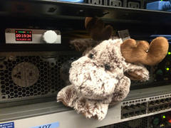 Cuddly toy moose and a LeoNTP GPS receiver in a datacentre.